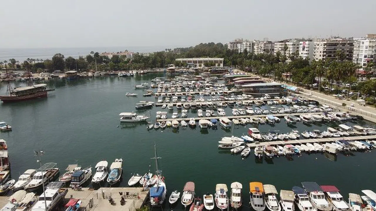 Deniz kaplumbağaları balıkçı barınağını mesken edindi