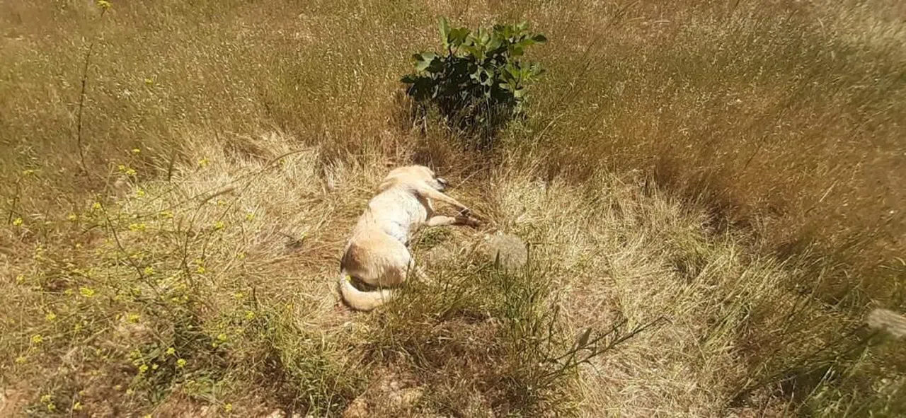 Bodrum'da kedi ve köpek katliamı