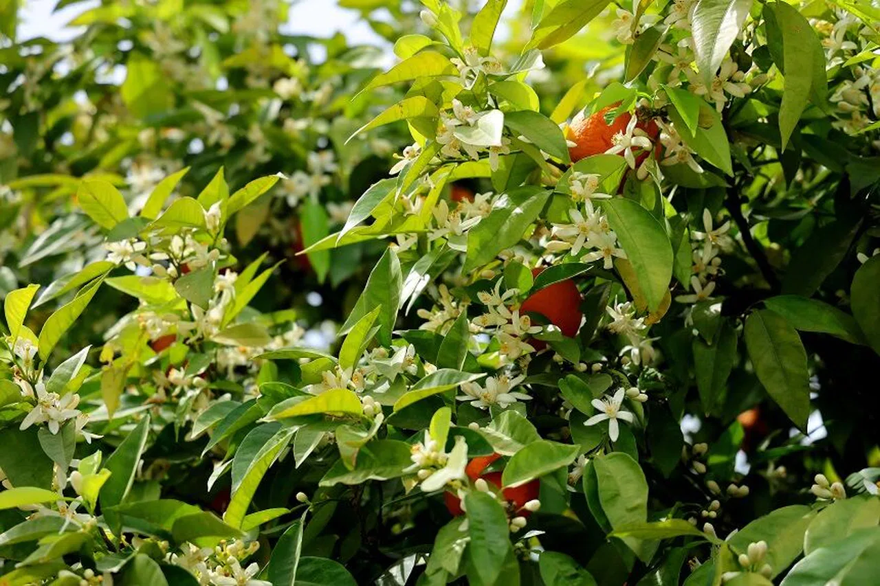 Adana'yı narenciye çiçeği kokusu sardı