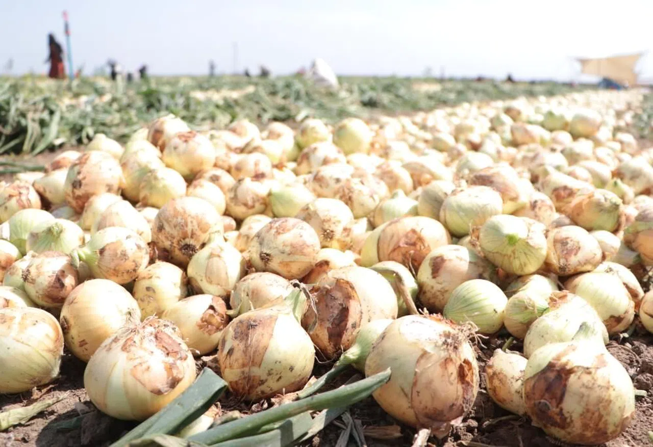 Adana’da turfanda soğan hasadı başladı