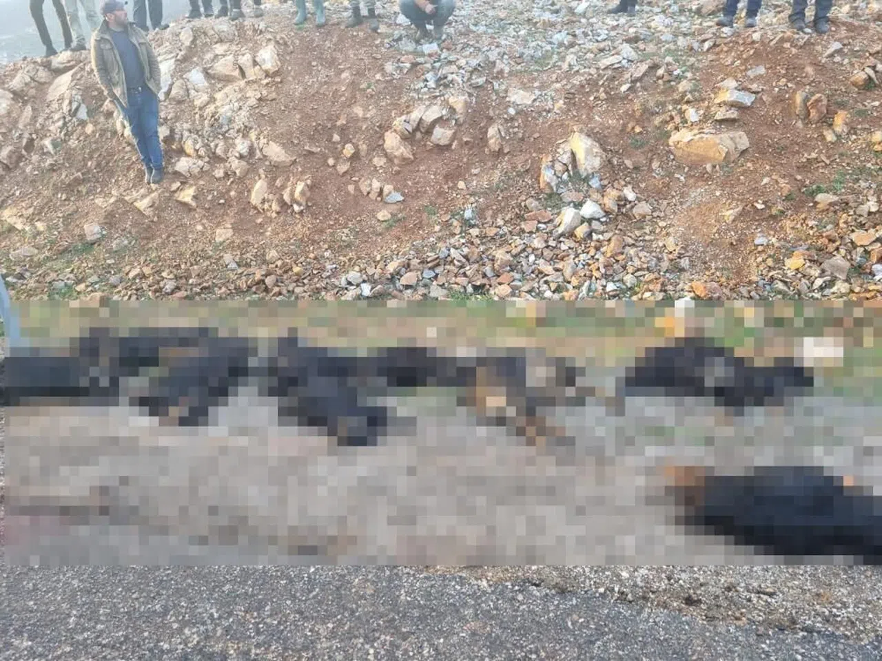 Yıldırım düştü, 17 koyun telef oldu