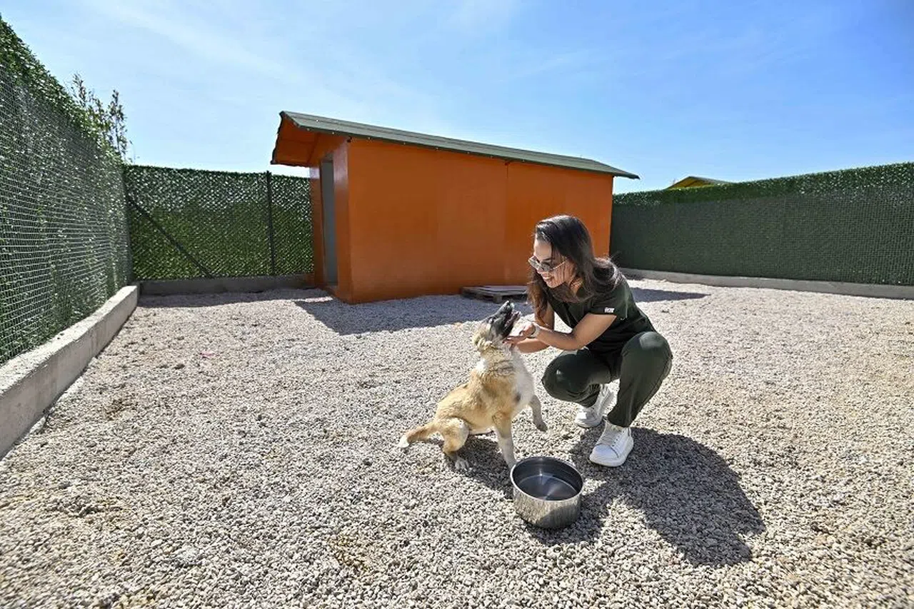 Sokak köpeklerinin özel yaşam alanı  