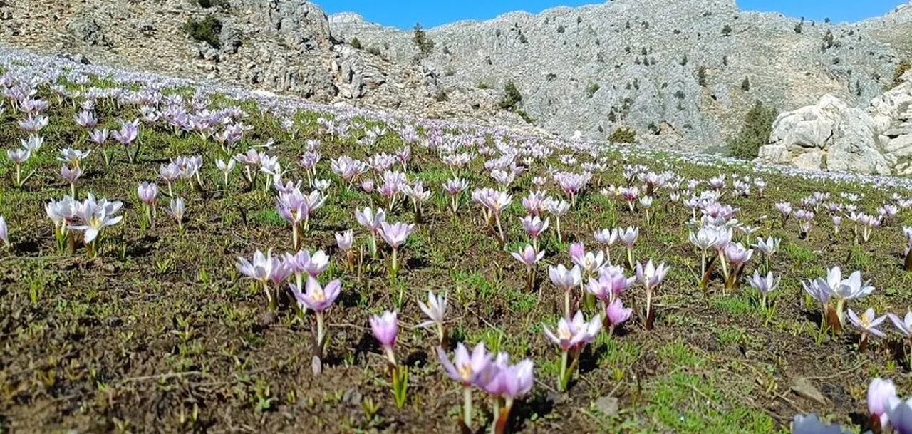 Kahramanmaraş'ta kardelenler görsel şölen oluşturuyor   