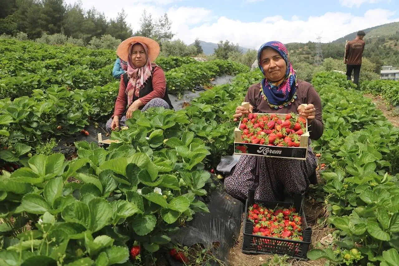 Enkaz kentte Tarladan 70 TL'den alıcı buluyor