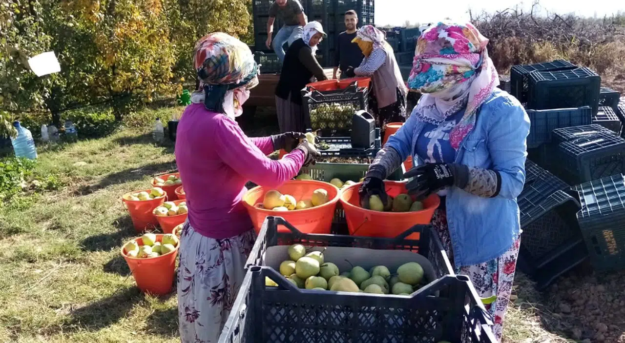 Deveci armudu fiyatı yüzleri güldürdü