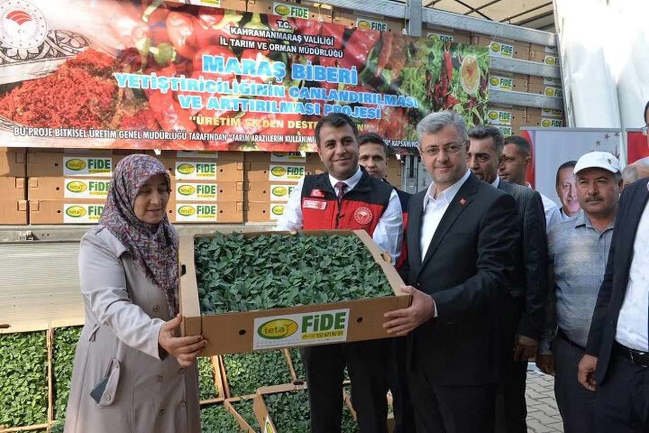 Tarım üreticilerine fide desteği