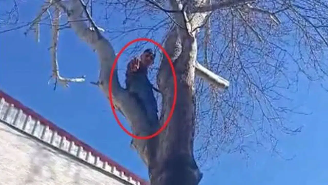Hırsız çıktığı ağaçtan polise el salladı