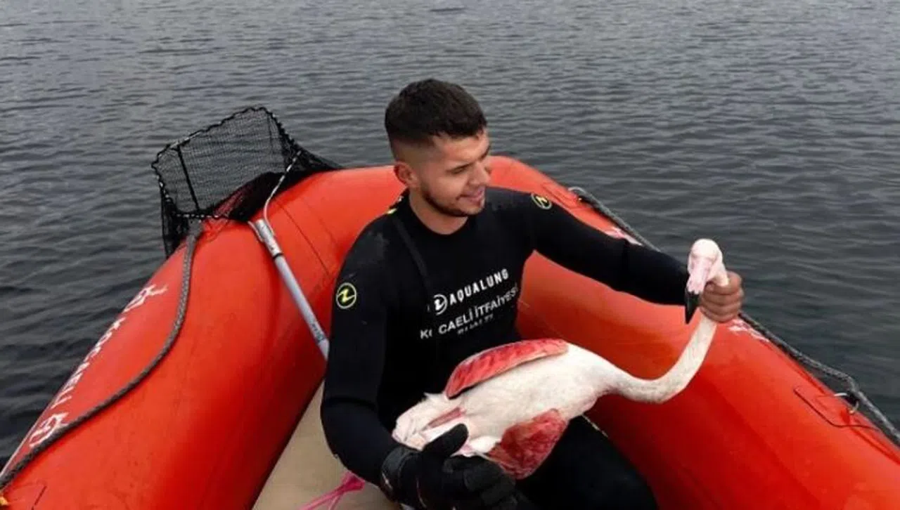İzmit Körfezi'nde mahsur kalan yaralı flamingoyu Kocaeli İtfaiyesi kurtardı