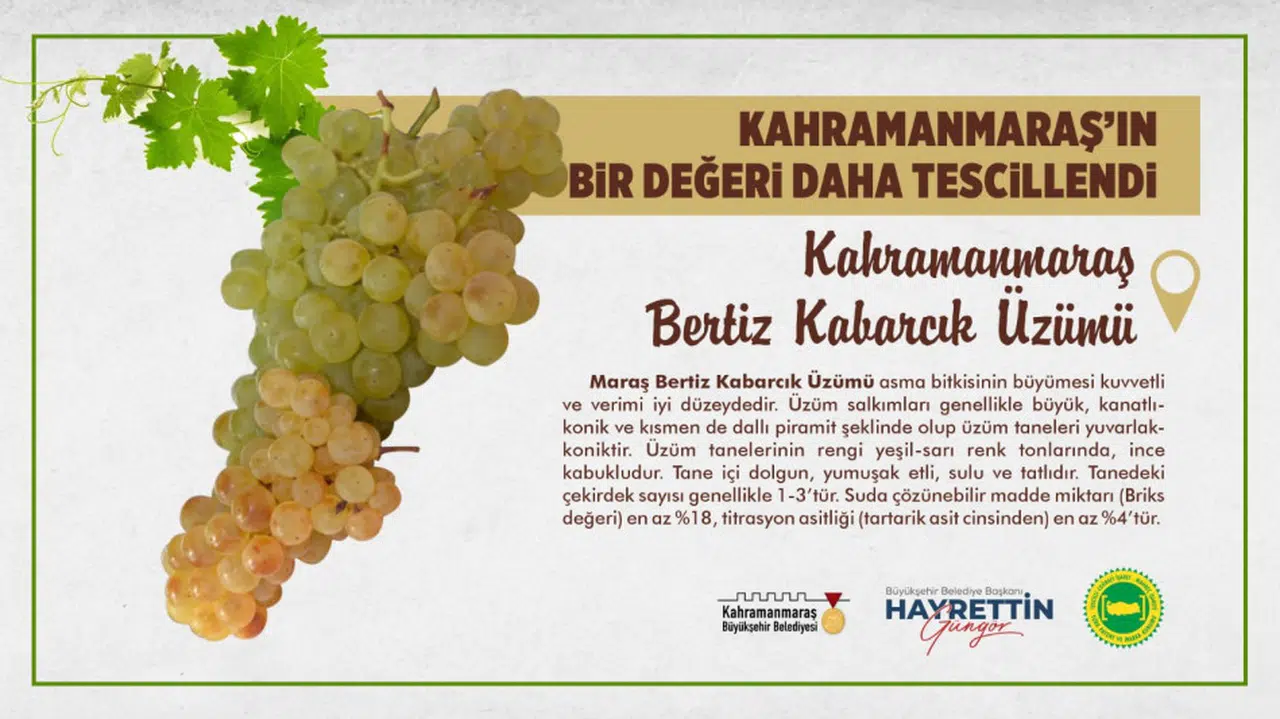 Kahramanmaraş Bertiz Kabarcık Üzümü Tescillendi