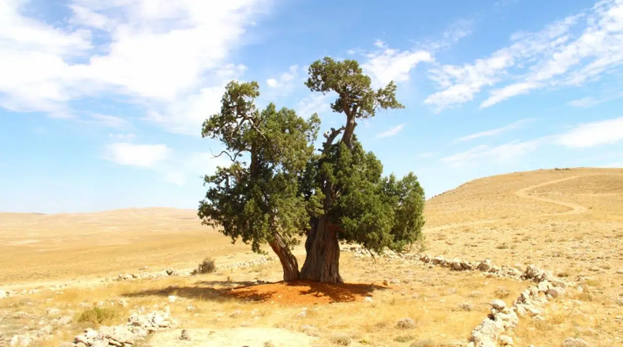 Kahramanmaraş'ta 7 asırlık yalnız ardıç ağacı