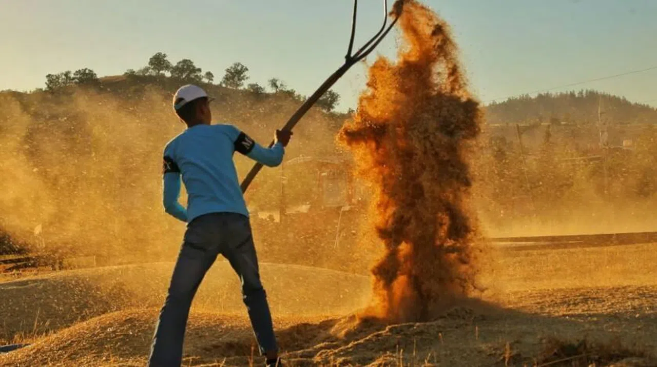Kahramanmaraş'ta buğday hasadı hem geleneksel hem de teknolojik yöntemlerle başladı   