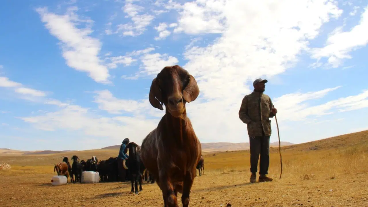 Kahramanmaraş'ta kışın yaklaşmasıyla yayladan göç başladı