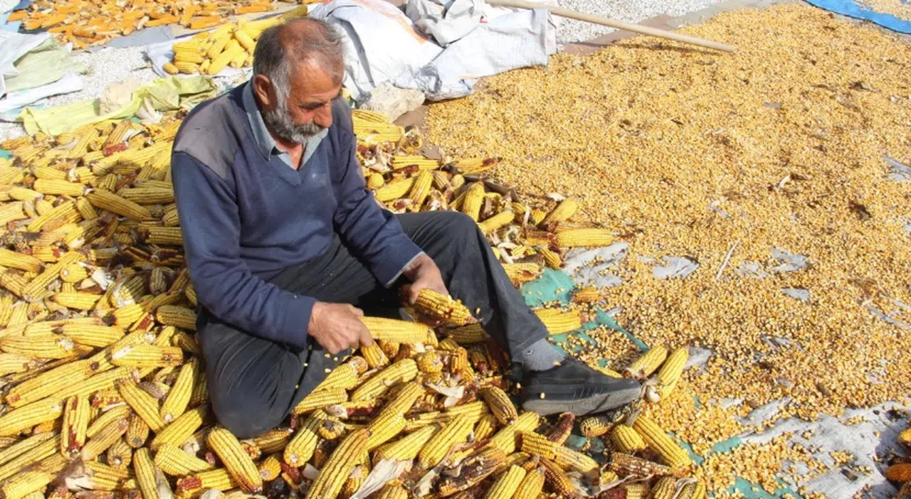 Kahramanmaraş'ta mısır hasadı sona erdi