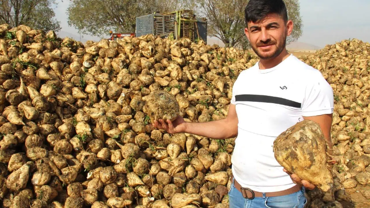 Kahramanmaraş’ta şeker pancarı hasadı başladı
