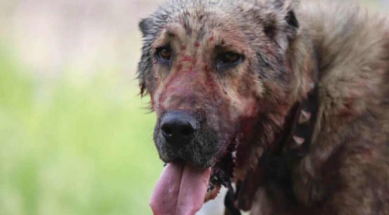 Sokak köpeği saldırısında ağır yaralanan çocuktan 'köpekler toplansın' çağrısı