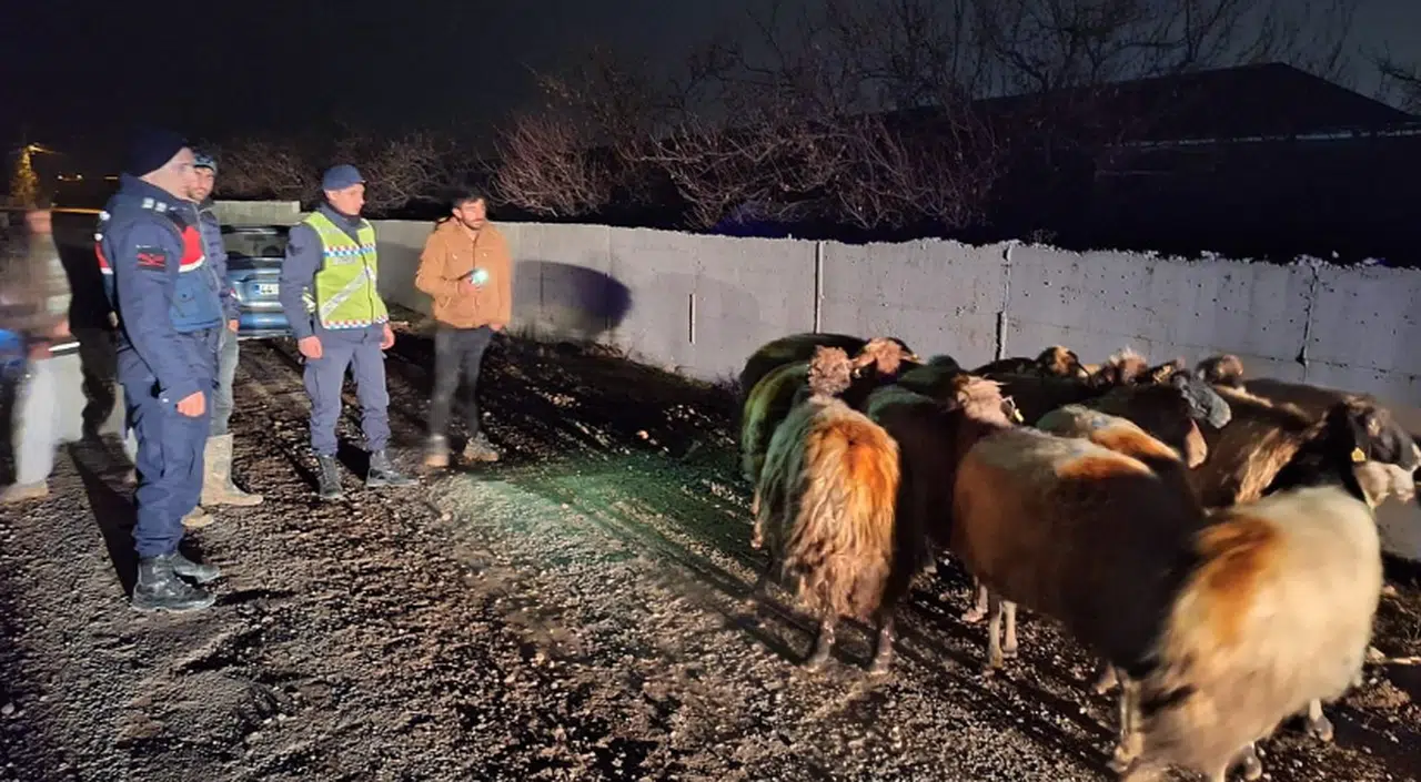 Kayıp koyunları jandarma buldu