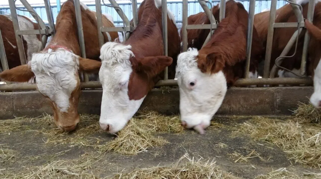Kimya Öğretmeninin Çiftlik Hayali Gerçek Oldu