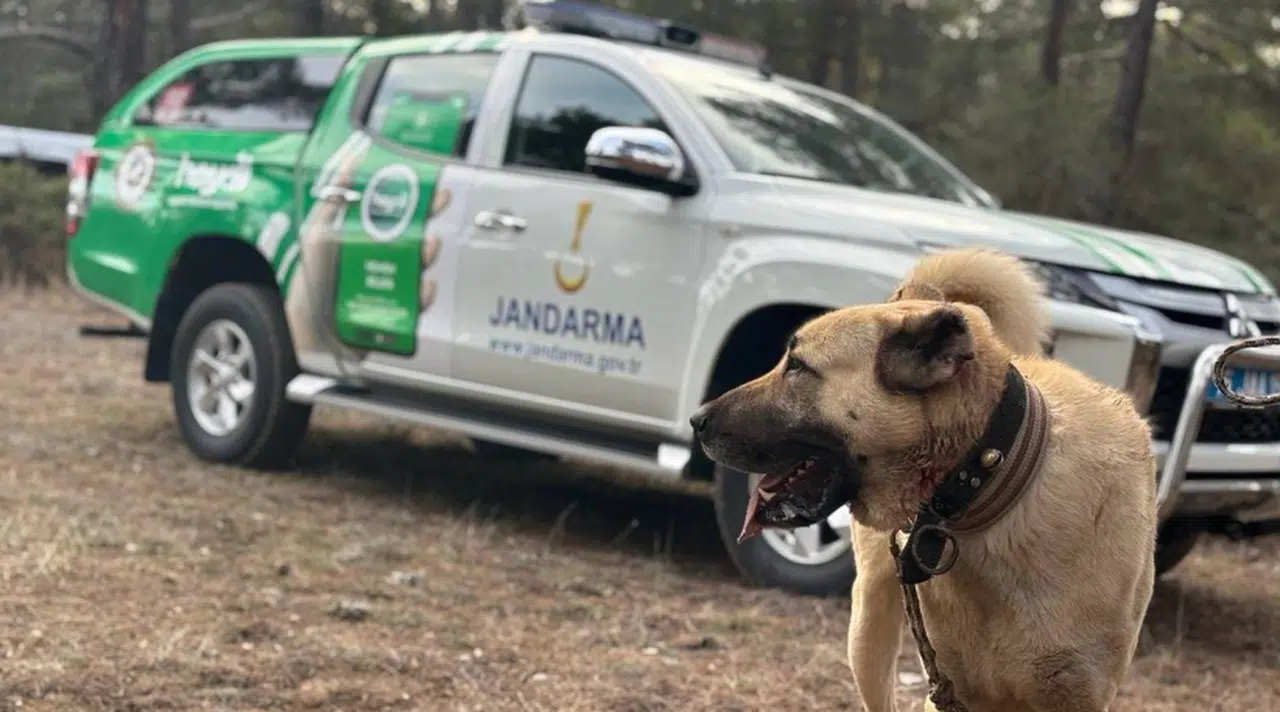 Köpek dövüşü yaptıranlara operasyon