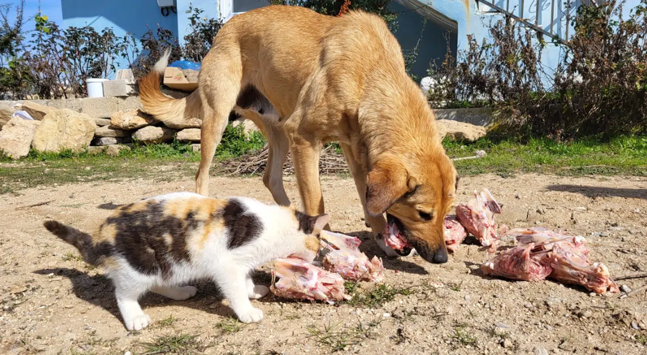 Köpek ile kedilerin dostluğu