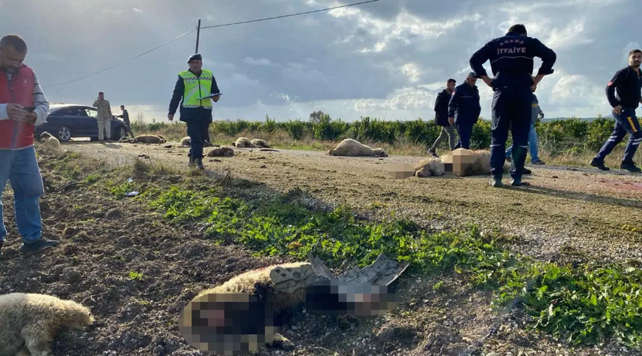 Otomobil koyun sürüsüne daldı 50 hayvan telef oldu