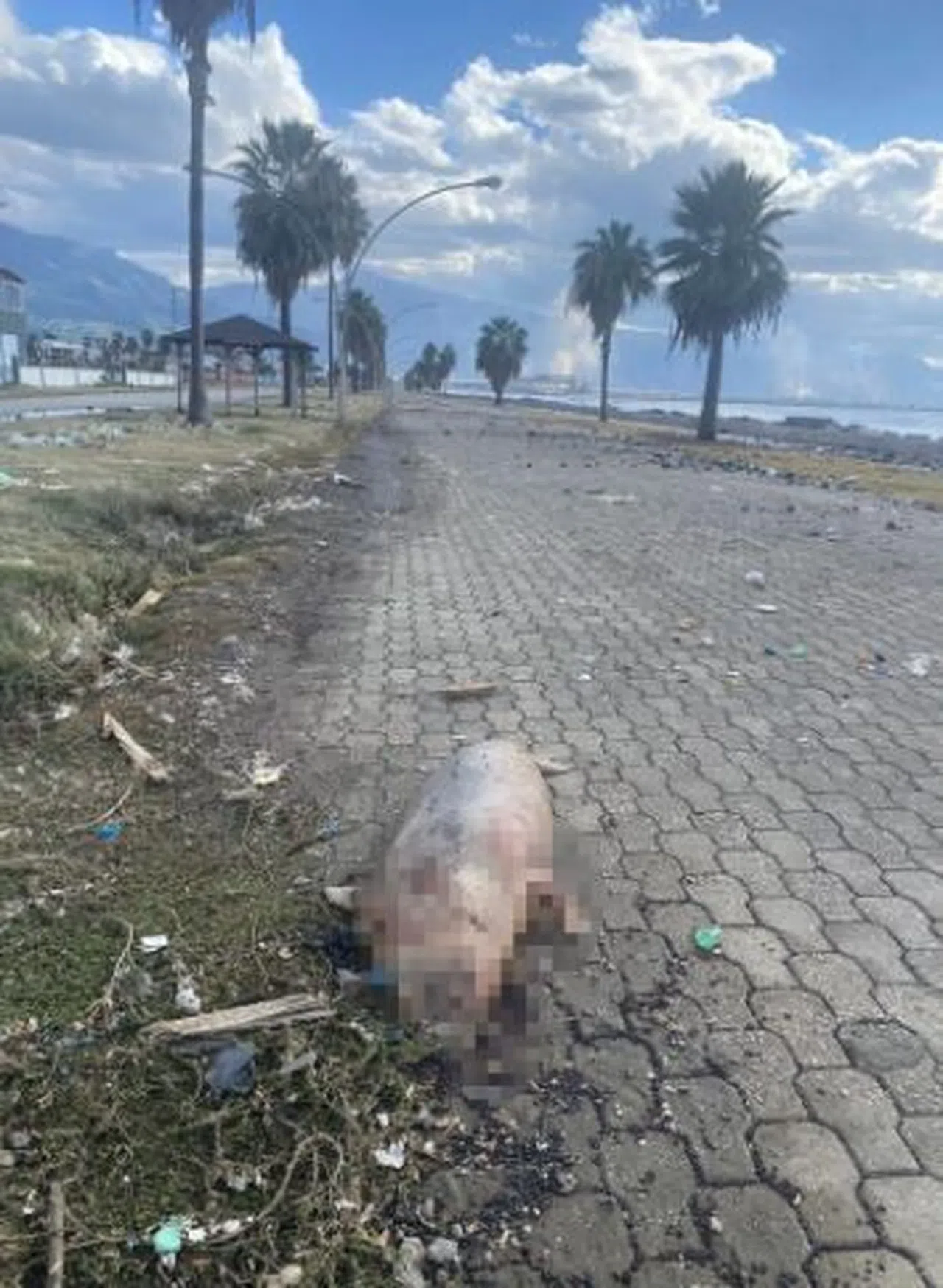 Telef olmuş Akdeniz foku kıyıya vurdu