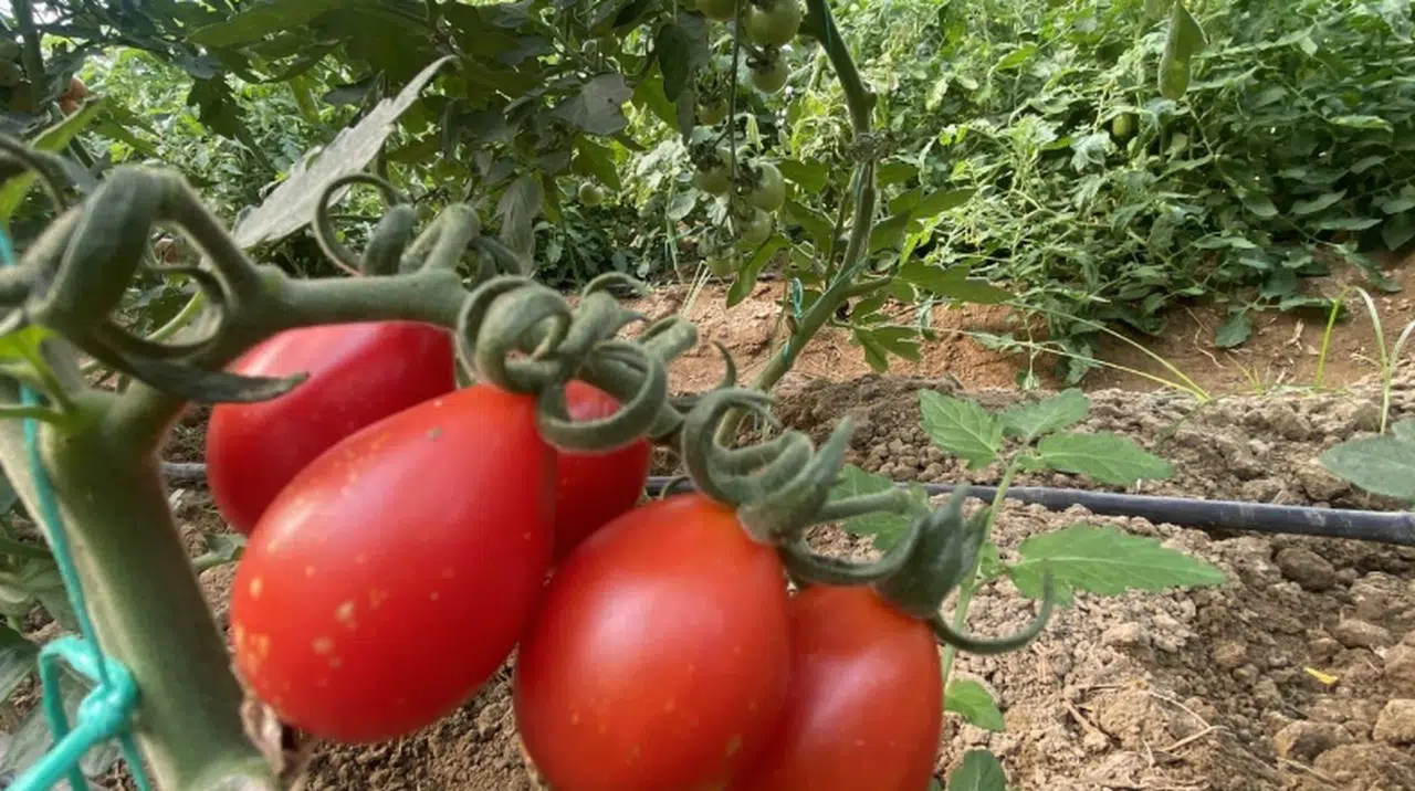 Yerli ve milli 50 çeşit hibrit tohumu 35 ülkeye ihraç ediyor
