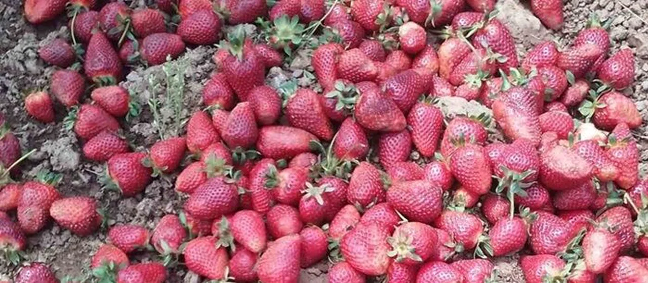 Kahramanmaraş’ta yağmur nedeniyle çilekler zarar gördü