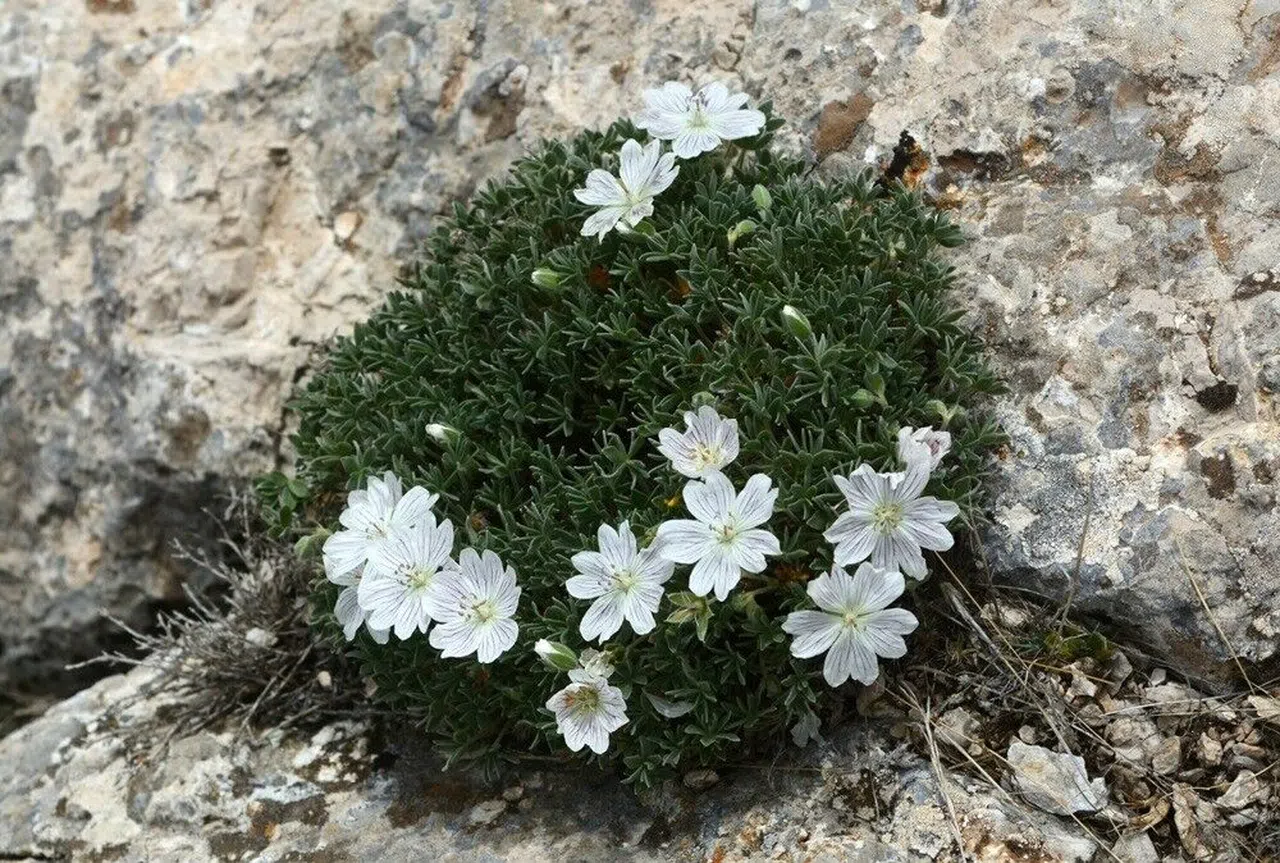 Kahramanmaraş'ın Yüksek Rakımlarında Keşfedildi
