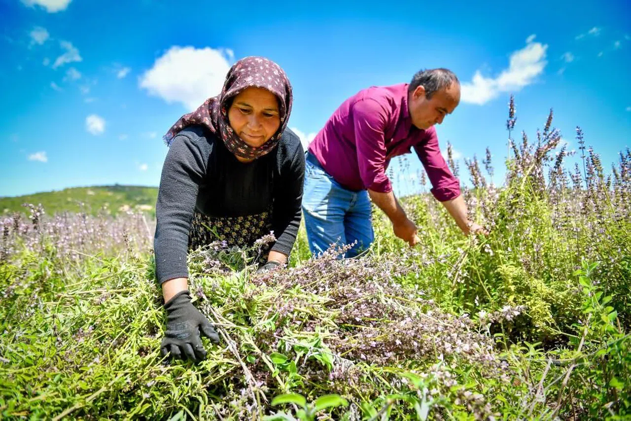 Üreticiler ada çayı hasadına başladı