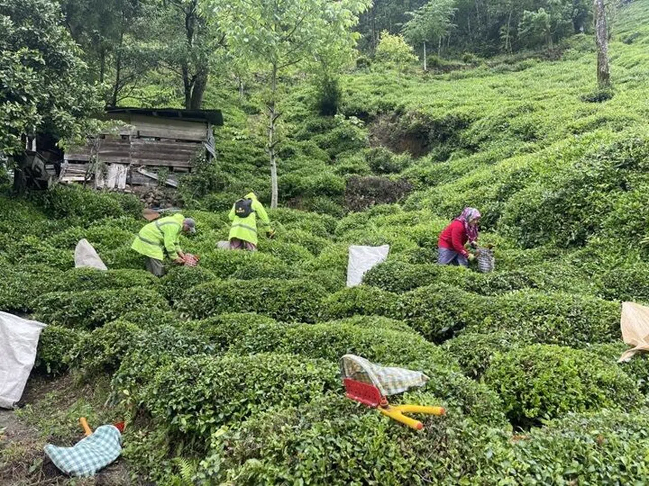 Rizeliler açıklanan çay taban fiyatını az buldu