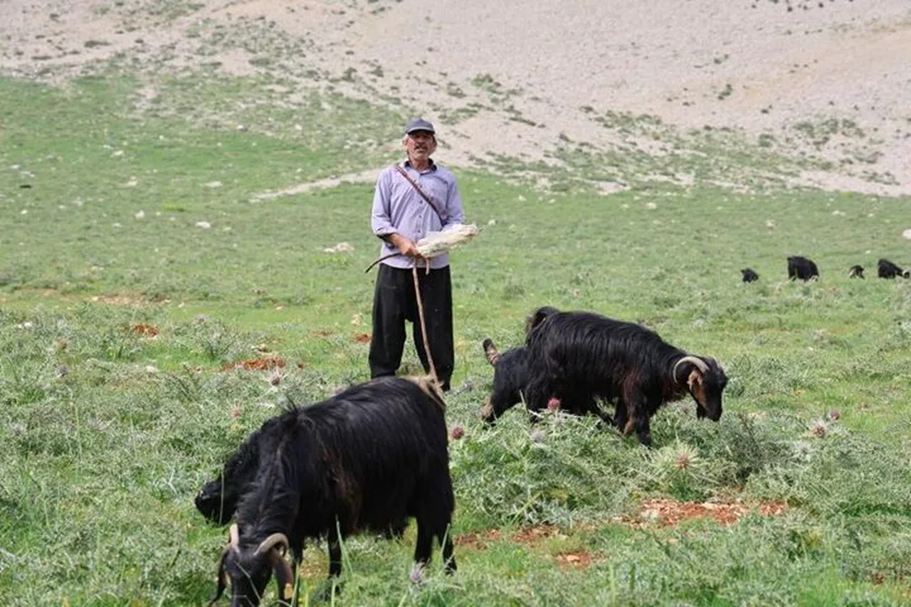 Çoban, 40 hayvanını dağ zirvesinde 6 ay otlatıyor