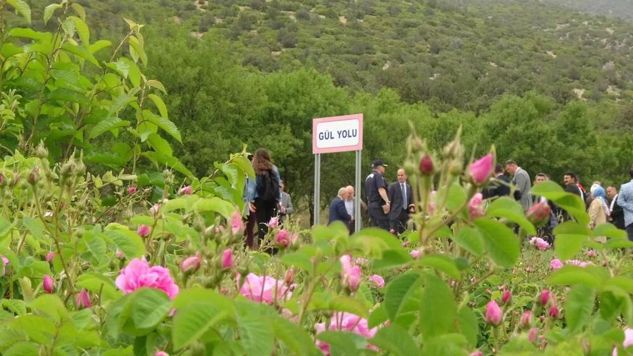 Mis kokulu bahçelerle çevrili “Gül Yolu” açıldı