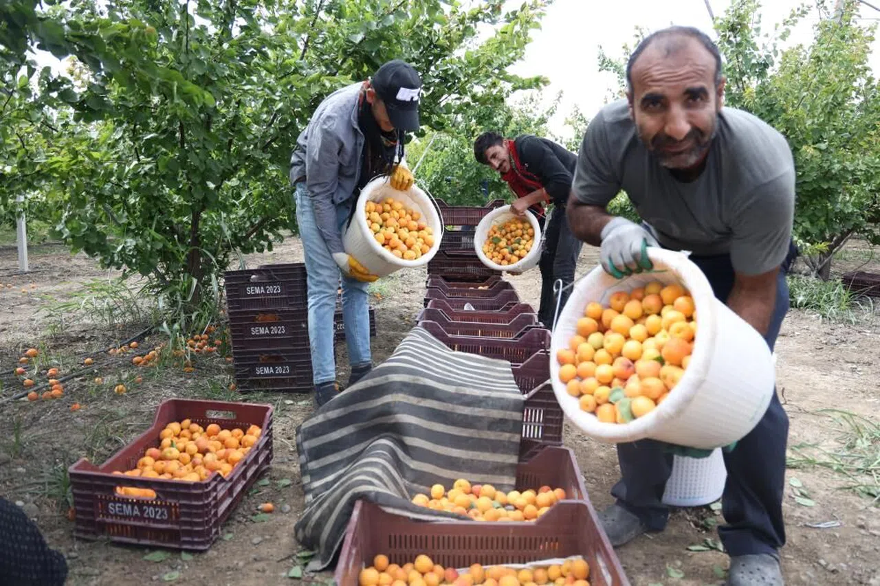 Enkaz kentte kayısı hasadı