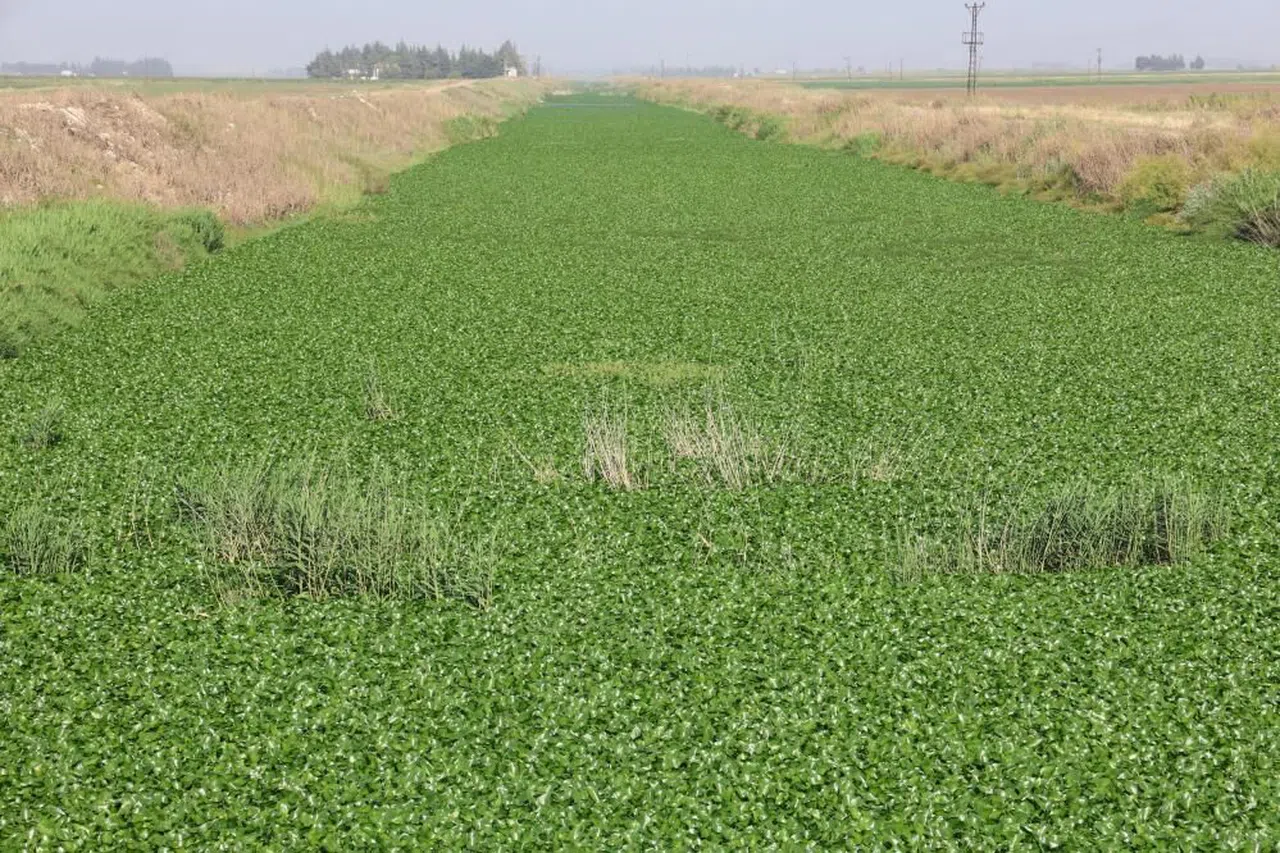 İstilacı su sümbülleri, Asi Nehri'ni işgal etti