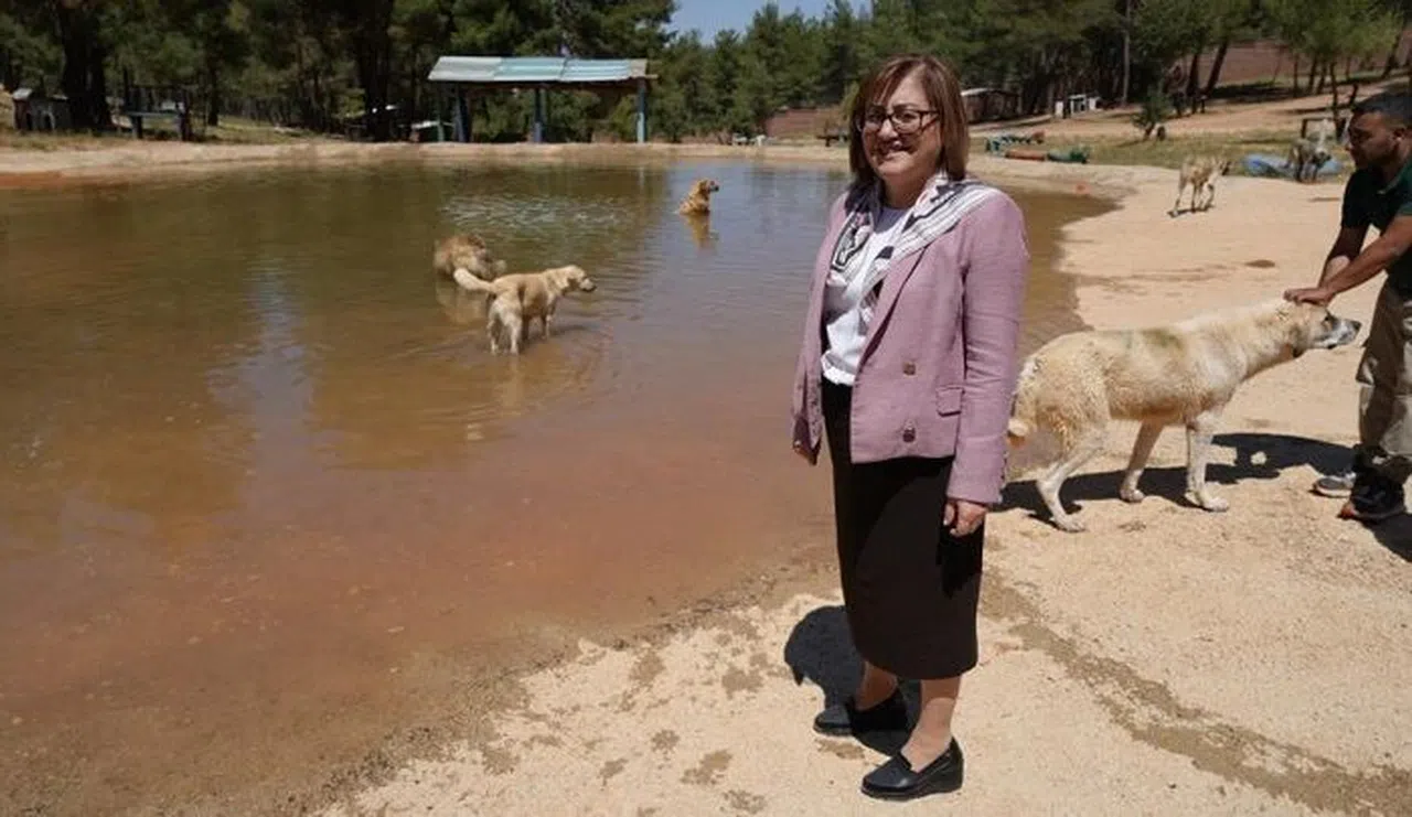 Türkiye'de gündem olan köpek sorununa Gaziantep'te örnek çözüm