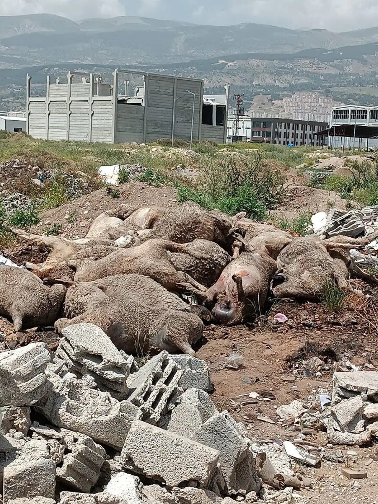Başıboş köpek sürüleri dehşet saçtı.
