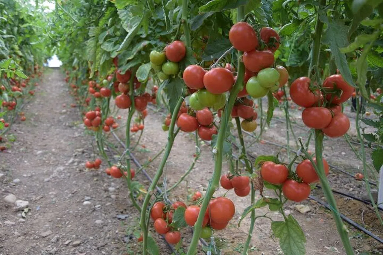 Halde işlem gören domates miktarı düştü, fiyat arttı