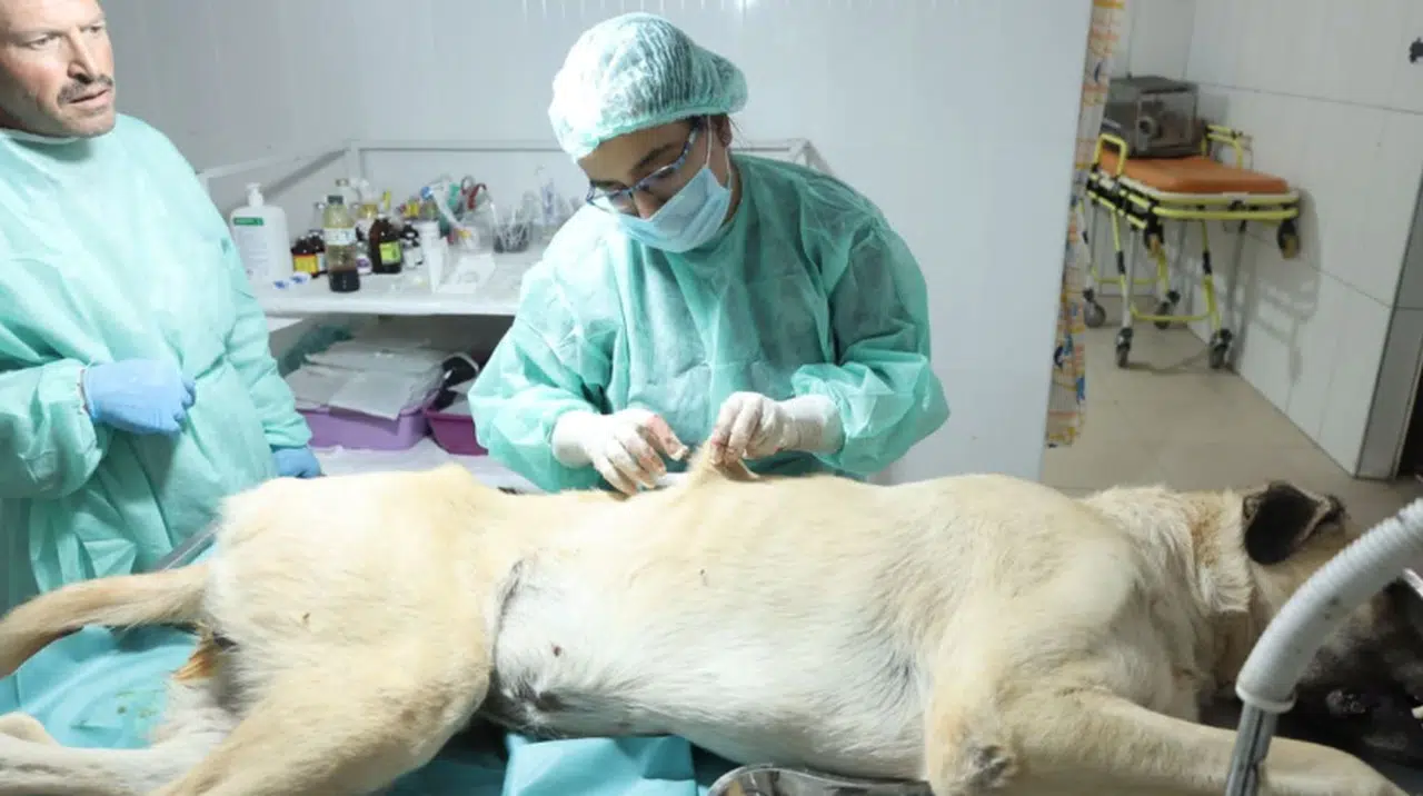 Elbistan’da sokak hayvanlarını kısırlaştırma ve aşılanma çalışması devam ediyor