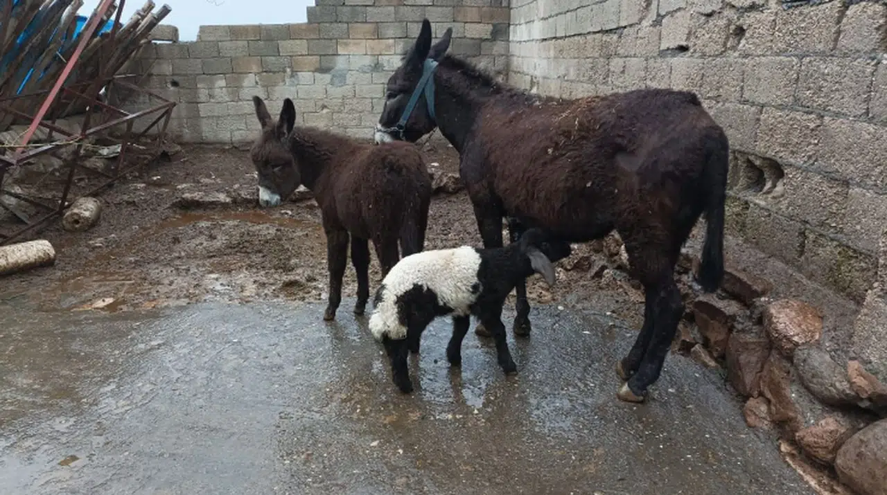 Eşek kuzuya annelik yapıyor