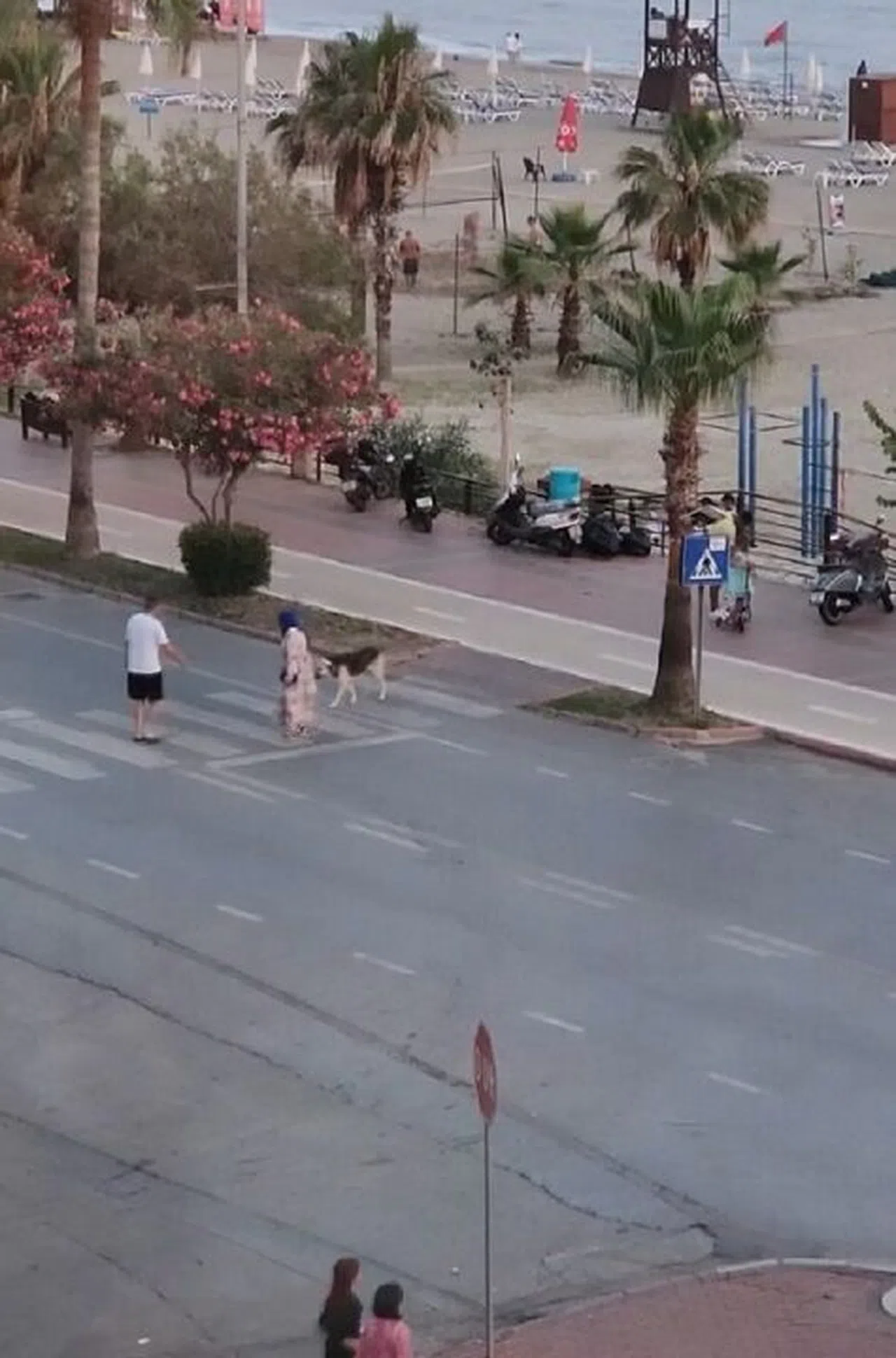 Yaya geçidinden geçmeye korkan köpeği dakikalarca beklediler