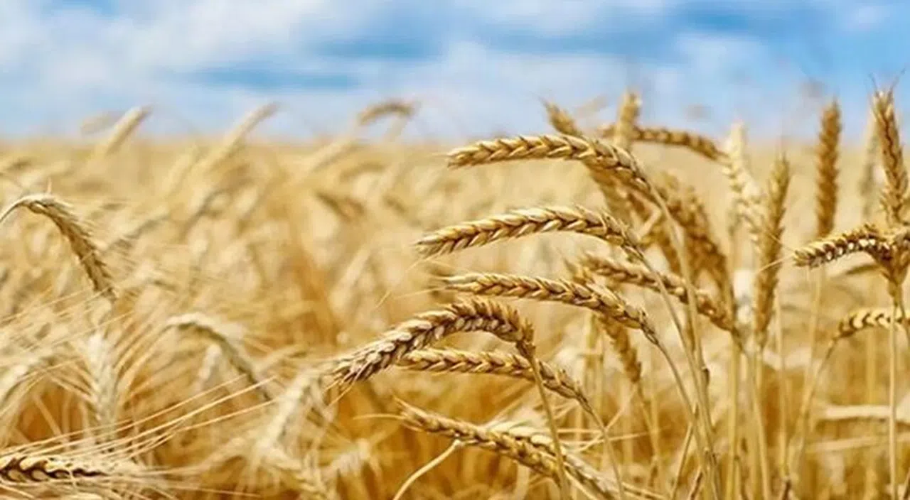 Kahramanmaraş’ta TMO hububat alımına başlıyor