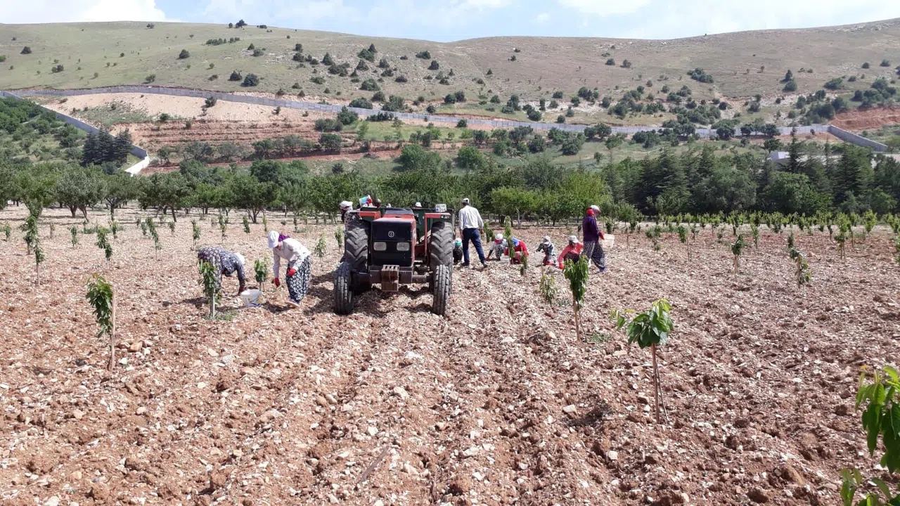 Kahramanmaraş'ta Bin 500 liraya çalıştıracak günübirlik işçi bulunamıyor