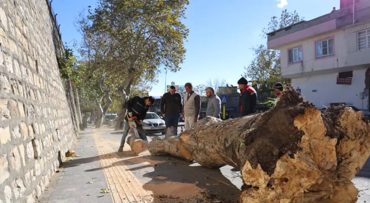 Kahramanmaraş’ta fırtına felaketi: Ağaçları kökünden söktü
