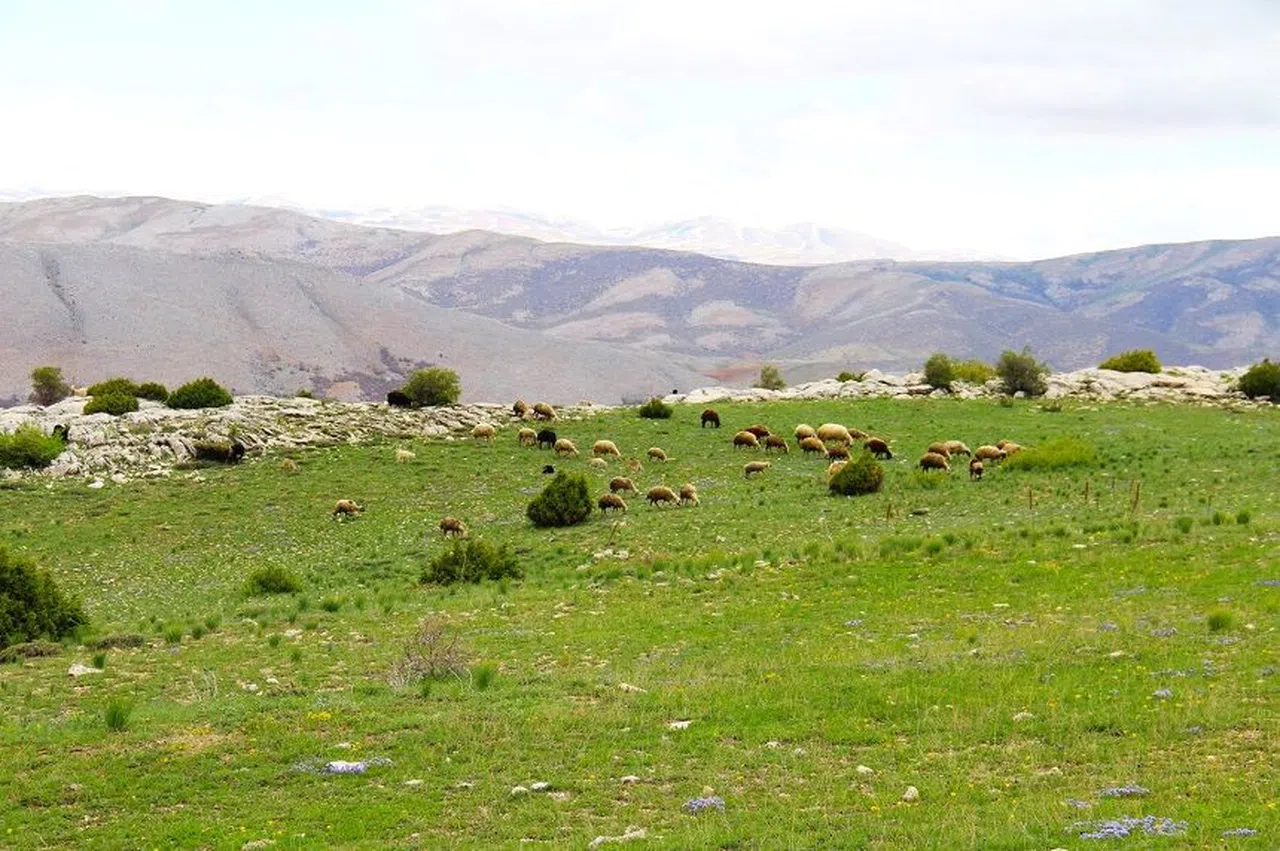 Kahramanmaraş'ta sürüler yaylalara çıkmaya başladı