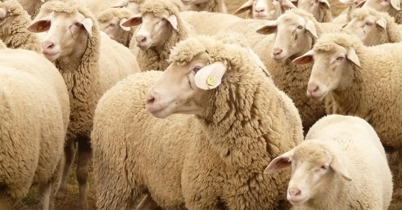 Kahramanmaraş’ta kurbanlık fiyatları belli oldu