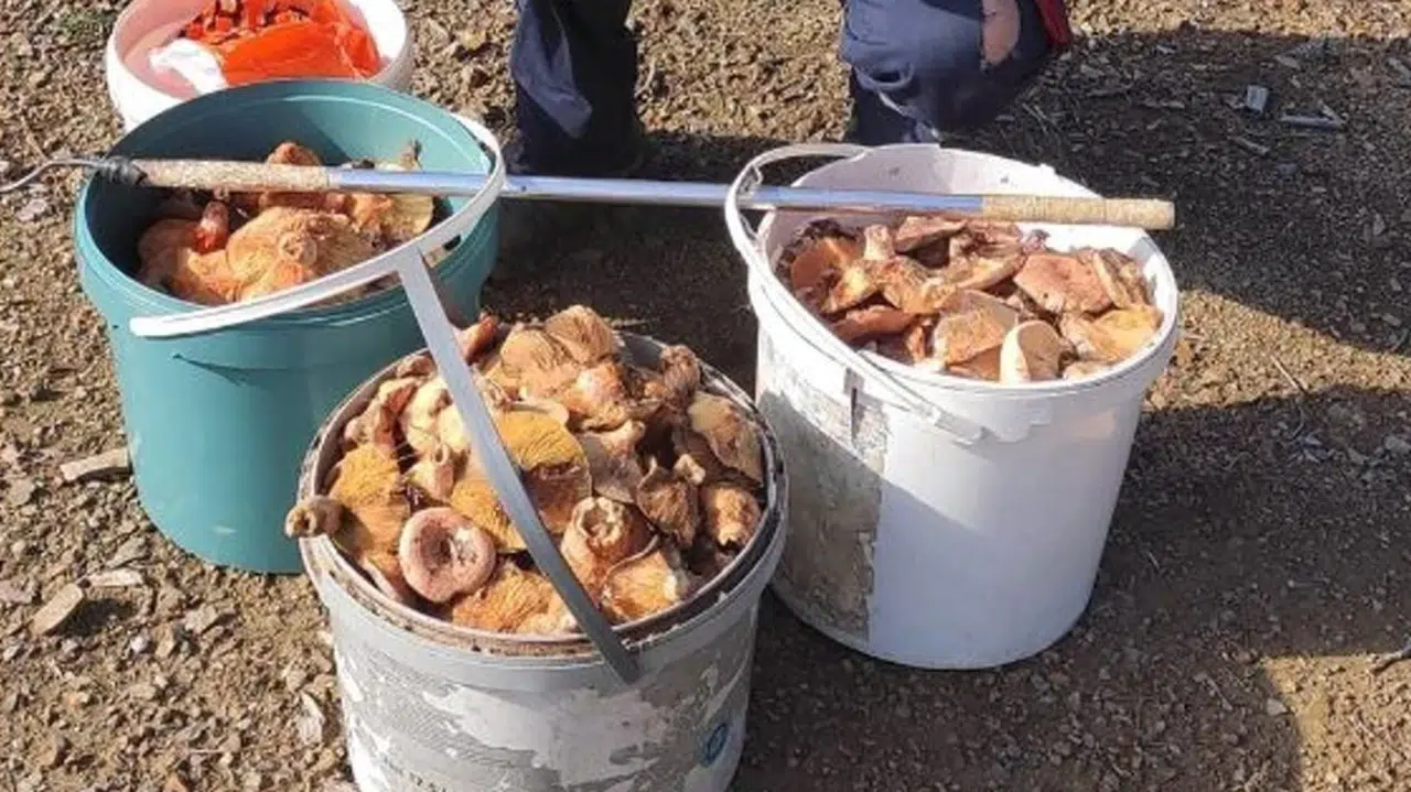 Topladığı mantarları satarak ayda yaklaşık 90 bin lira kazanıyor