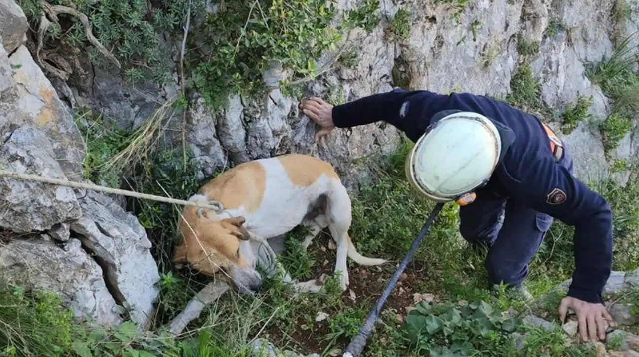 Uçurumda mahsur kalan köpek kurtarıldı