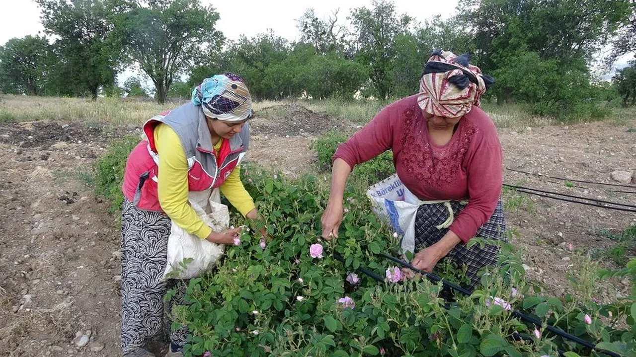 Üreticilerin Gözünden Gül Hasadı