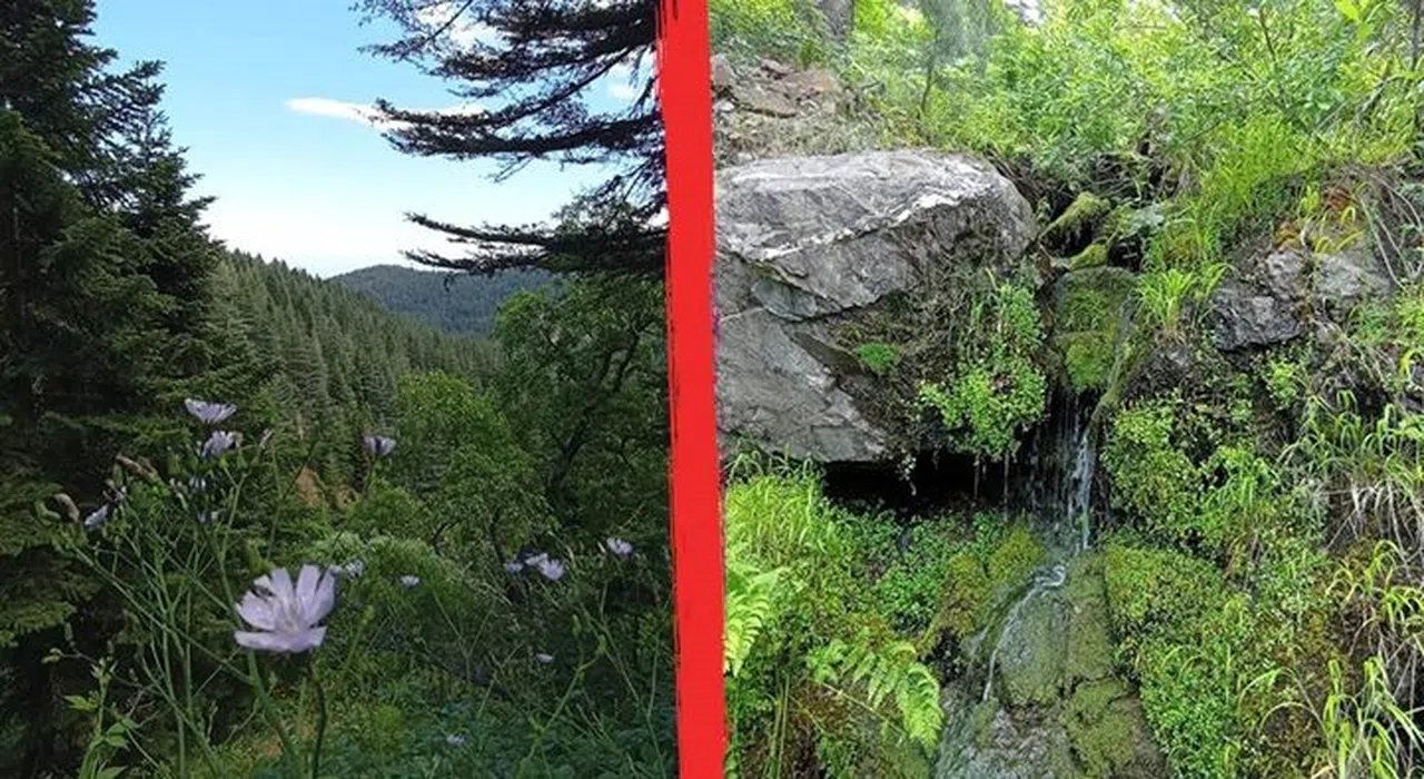 Kahramanmaraş’ın Karadeniz esintisi: Yavşan Yaylası