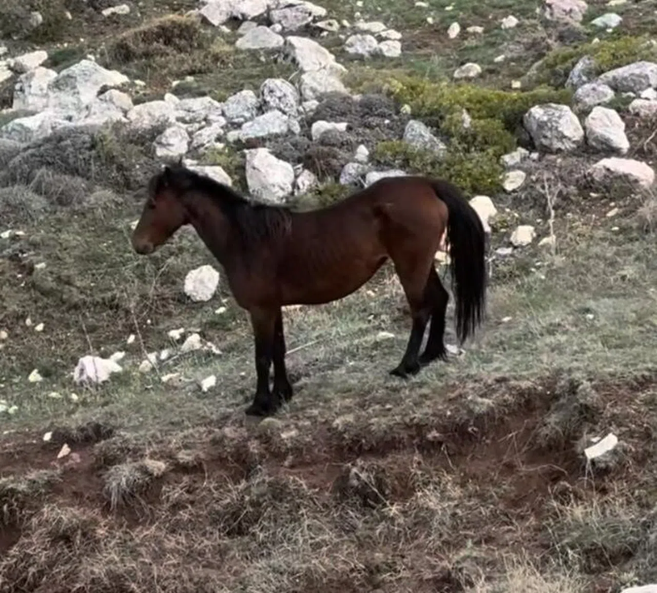 Dereye düşen yavru yılkı atı böyle kurtarıldı